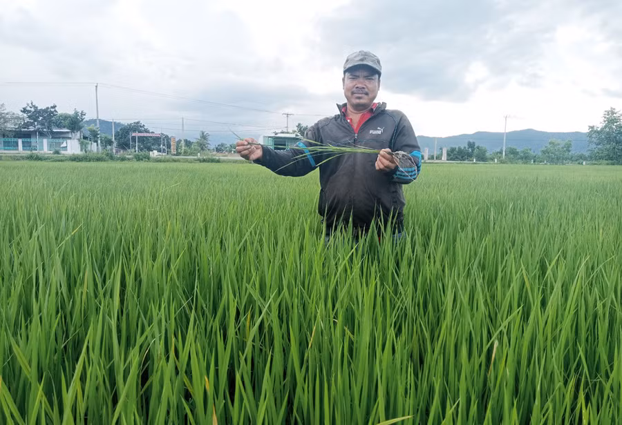 Sau khi tham gia khóa học, anh Ksor Honh (buôn Thành Công, xã Chư Drăng, huyện Krông Pa) đã biết cách trồng lúa theo đúng quy trình kỹ thuật và cho năng suất cao. Ảnh: P.N