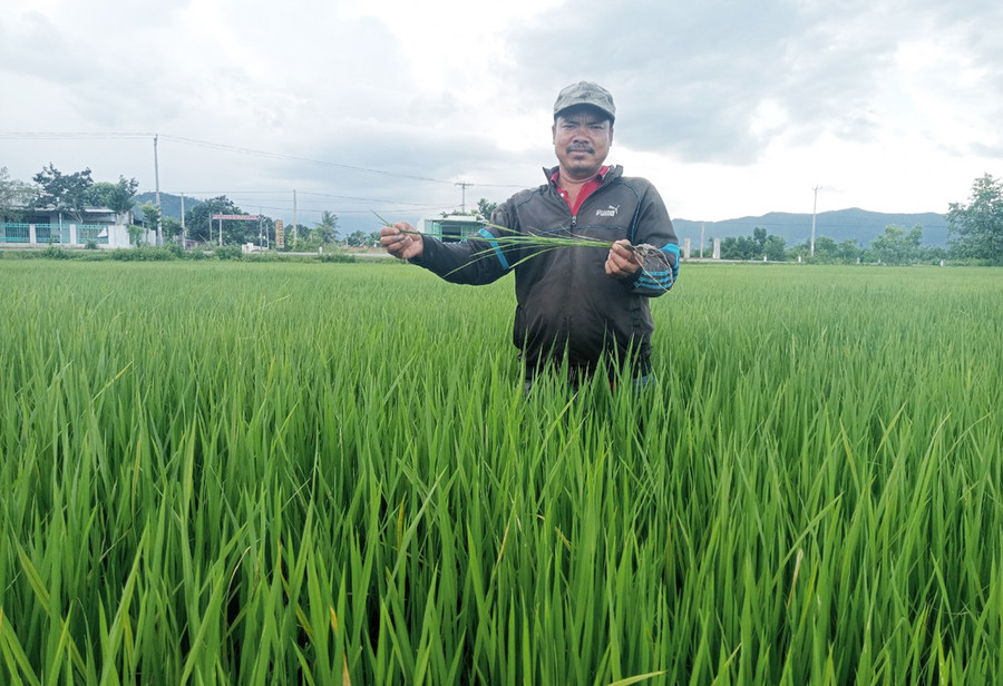 Sau khi tham gia khóa học, anh Ksor Honh (buôn Thành Công, xã Chư Drăng, huyện Krông Pa) đã biết cách trồng lúa theo đúng quy trình kỹ thuật và cho năng suất cao. Ảnh: P.N
