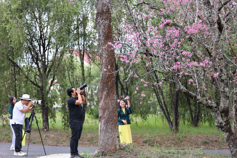 Các tay máy ghi lại vẻ đẹp mai anh đào cuối tháng tư. Ảnh: BÁ DUY