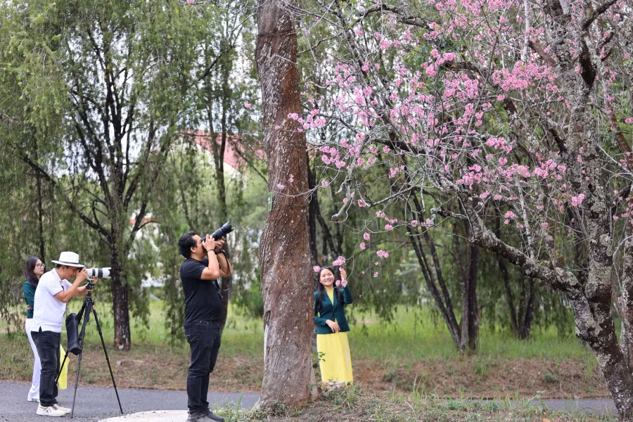 Các tay máy ghi lại vẻ đẹp mai anh đào cuối tháng tư. Ảnh: BÁ DUY