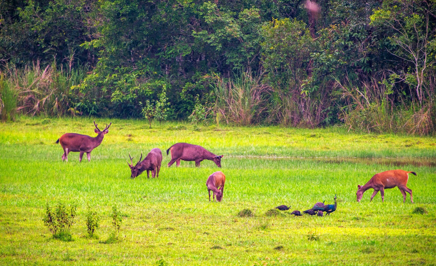 Đến với VQG Cát Tiên, du khách dễ dàng bắt gặp các loài hươu, nai hoang dã tại các đồng cỏ xanh mướt ven bìa rừng