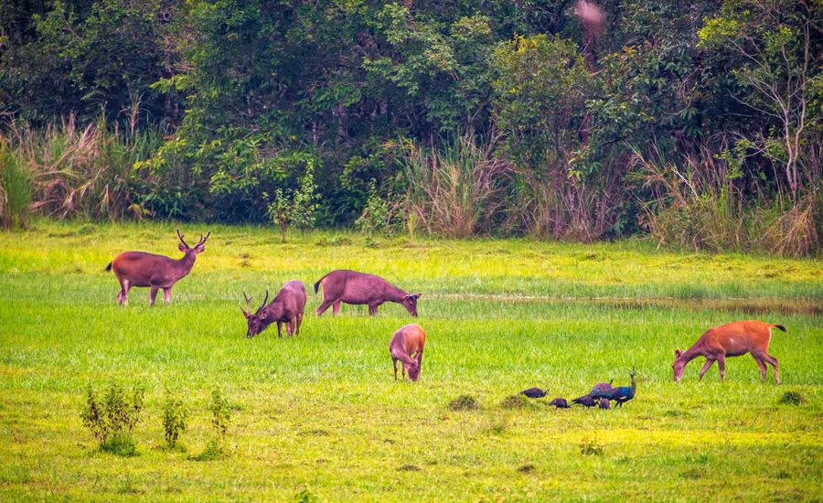 Đến với VQG Cát Tiên, du khách dễ dàng bắt gặp các loài hươu, nai hoang dã tại các đồng cỏ xanh mướt ven bìa rừng