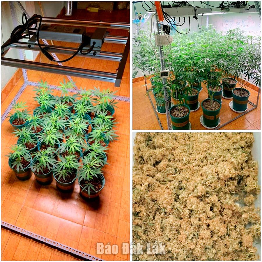 Số cần sa công an thu giữ tại nhà Sơn.