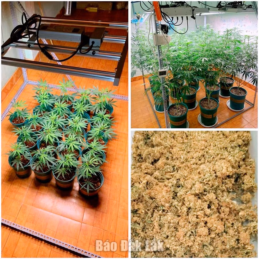 Số cần sa công an thu giữ tại nhà Sơn.