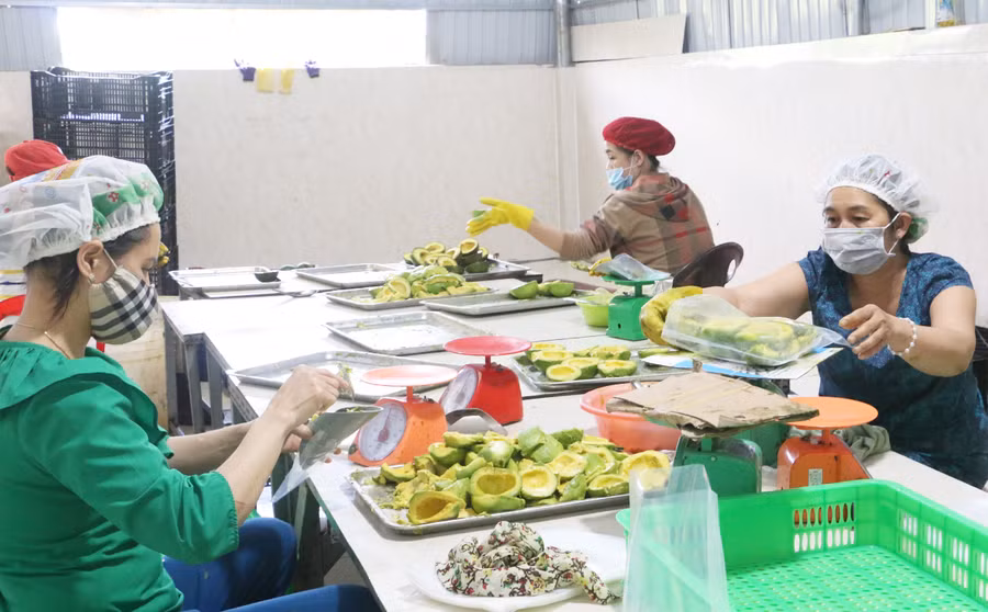 Việc thu hút đầu tư xây dựng vùng nguyên liệu gắn với nhà máy chế biến ở Gia Lai hiện chưa nhiều. Ảnh: Quang Tấn