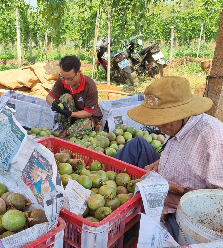 Chanh dây được anh Toại lựa chọn rất kỹ lưỡng trước khi xuất sang châu Âu. Ảnh: P.N