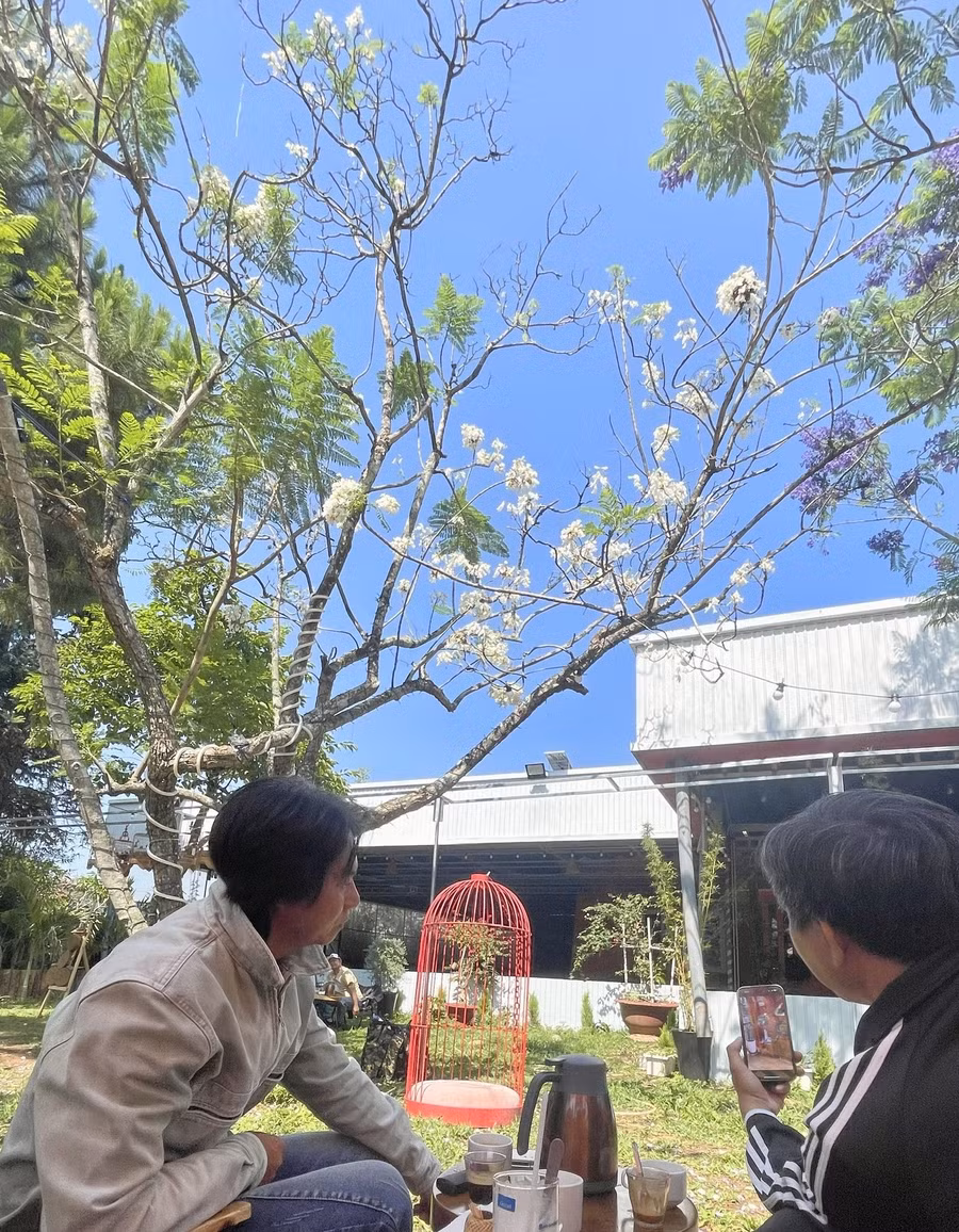 Cây phượng trắng duy nhất ở Việt Nam đang mùa hoa nở rộ