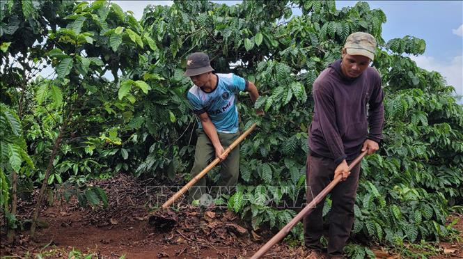 Người dân xã Glar, huyện Đak Đoa (Gia Lai) chăm sóc vườn cà phê gây quỹ. Ảnh: Hoài Nam/TTXVN Người dân xã Glar, huyện Đak Đoa (Gia Lai) chăm sóc vườn cà phê gây quỹ. Ảnh: Hoài Nam/TTXVN