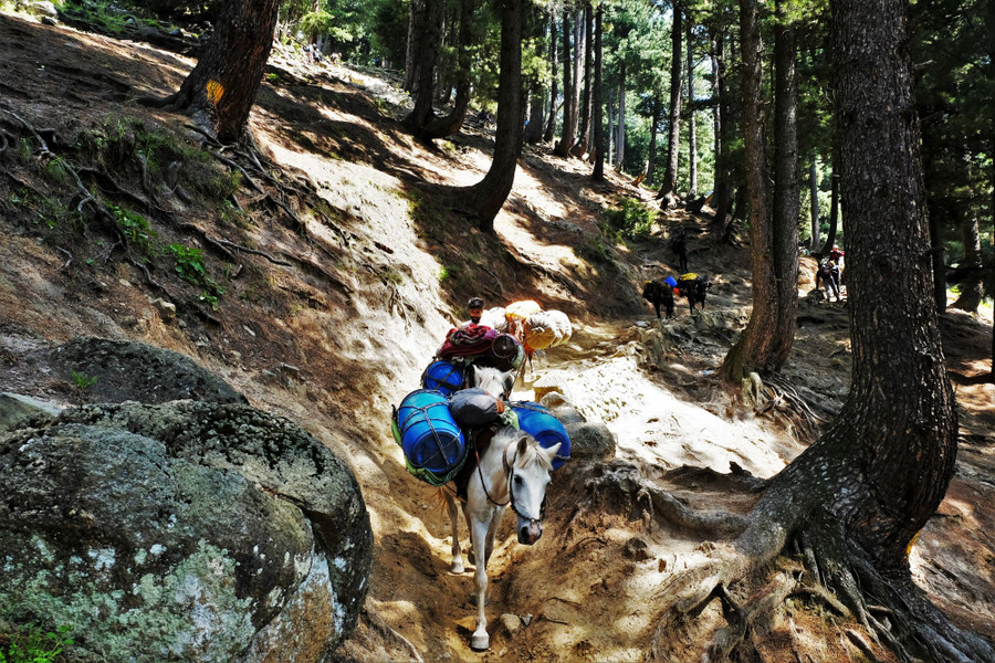 Trong trường hợp không đủ sức tự đi trek hết 7 ngày hoặc gặp sự cố về sức khỏe, du khách có thể thuê ngựa với giá khoảng 2.000 rupee mỗi ngày (tương đương 600.000 đồng). Ngựa cũng là phương tiện chính để vận chuyển đồ cho du khách cũng như các nhu yếu phẩm khác cho người dân nơi đây.