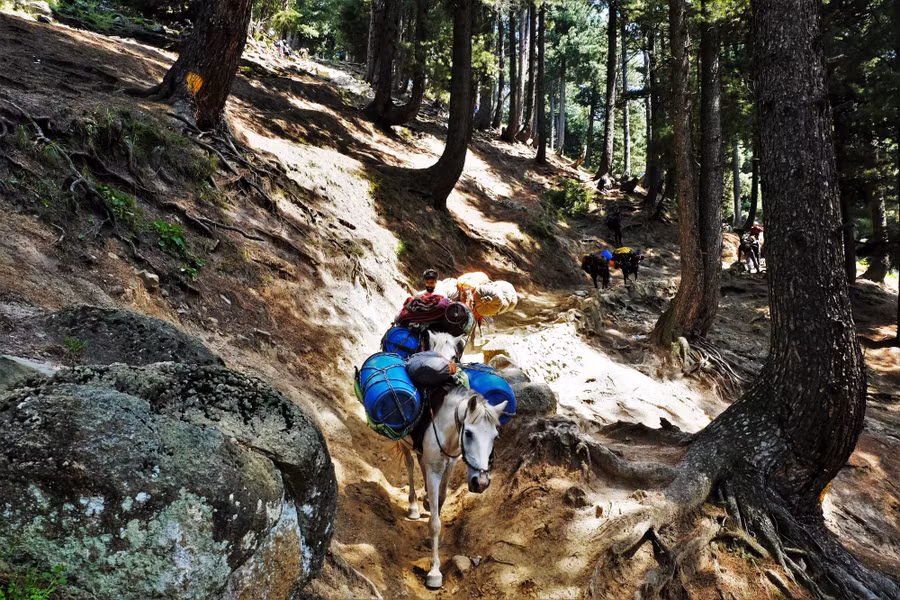 Trong trường hợp không đủ sức tự đi trek hết 7 ngày hoặc gặp sự cố về sức khỏe, du khách có thể thuê ngựa với giá khoảng 2.000 rupee mỗi ngày (tương đương 600.000 đồng). Ngựa cũng là phương tiện chính để vận chuyển đồ cho du khách cũng như các nhu yếu phẩm khác cho người dân nơi đây.