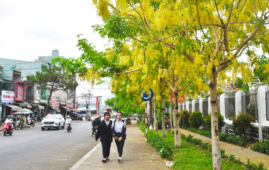 Hoa muồng hoàng yến nở rực rỡ trên vỉa hè đường Lê Lợi (TP. Pleiku, đoạn trước nhà thờ Thăng Thiên). Ảnh: Ngọc Duy