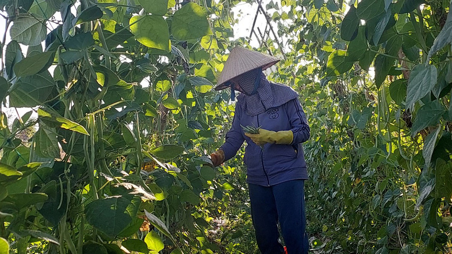 Bà Lê Thị Phước (làng Bông Phun, xã Chư Á, TP. Pleiku) thu hoạch đậu cô ve dịp Tết. Ảnh: N.D