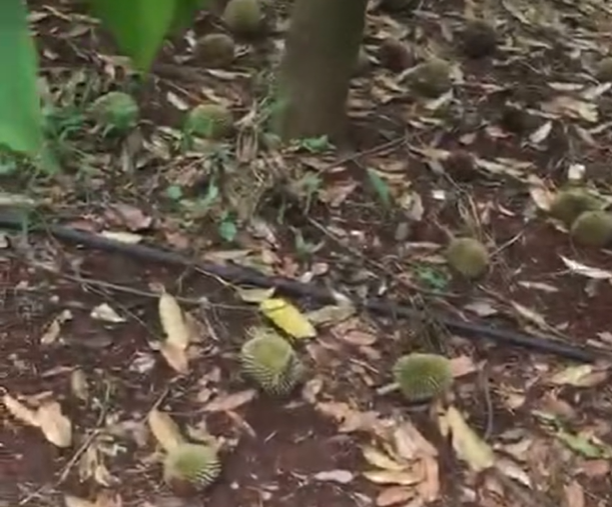 Sau những cơn mưa đầu mùa, nhiều vườn sầu riêng sốc nhiệt, rụng trái.