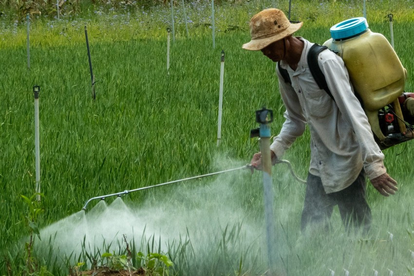 Phun thuốc ngừa sâu bệnh