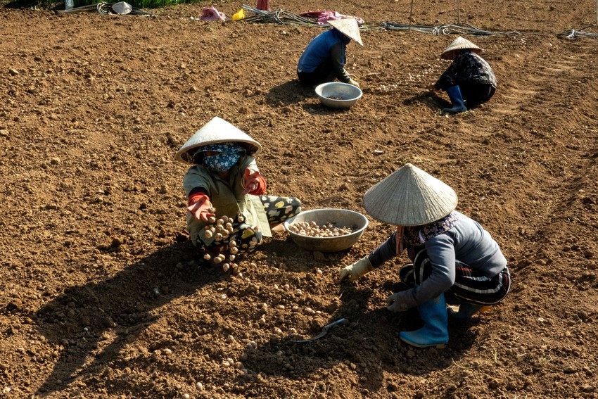 Sau khi làm đất, củ lay ơn được trồng theo hàng