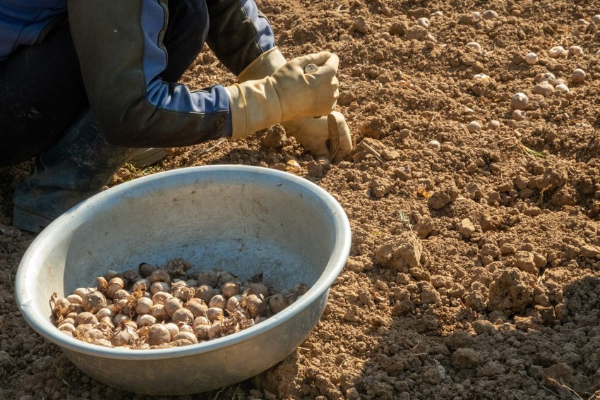 Củ lay ơn giống được chọn lựa kỹ, bảo quản trong kho mát từ 6 đến 10 tháng