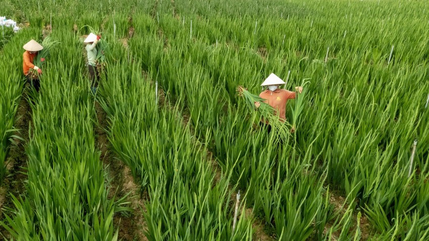 Nông dân Lâm Đồng vào mùa thu hoạch lay ơn