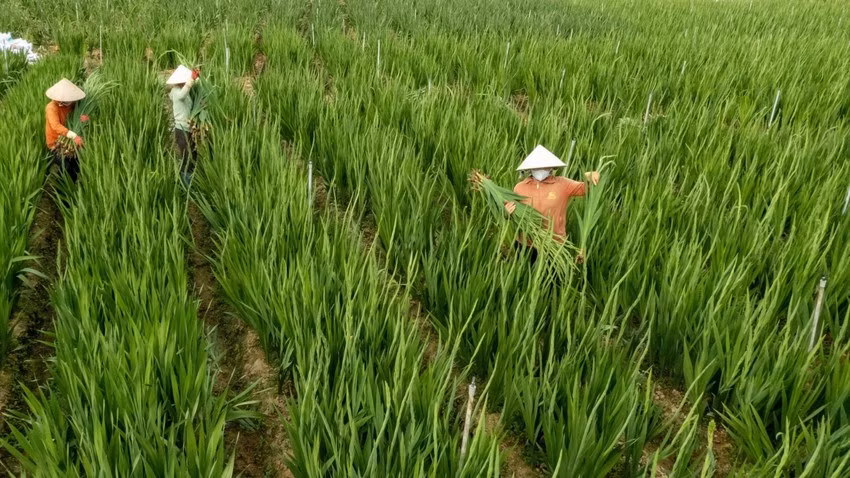 Nông dân Lâm Đồng vào mùa thu hoạch lay ơn