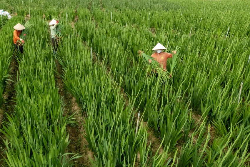 Thời gian trồng lay ơn cho vụ tết bắt đầu từ tháng 10 hoặc tháng 11