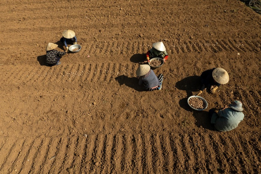 Lay ơn thường được trồng ở nơi bằng phẳng, đất thịt và có độ cao.