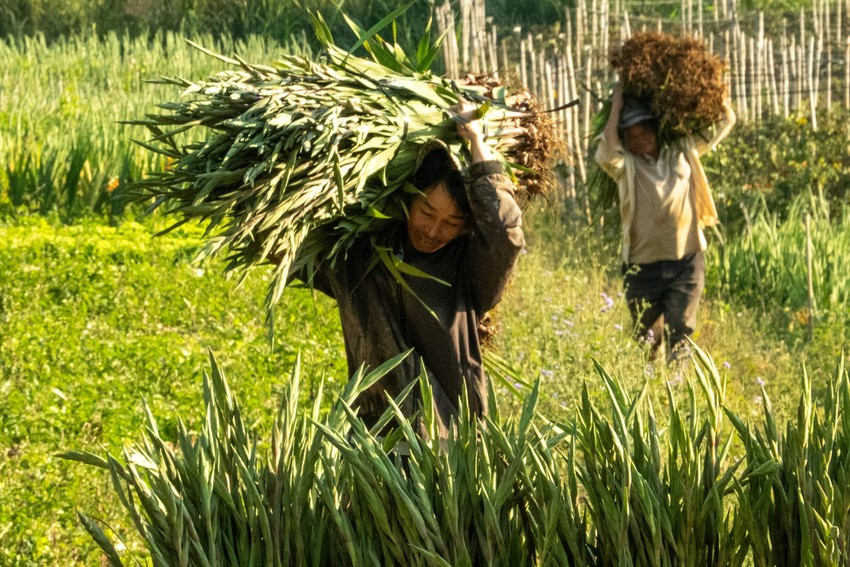 Nông dân xã Hiệp Thạnh đang thu hoạch lay ơn vụ tết