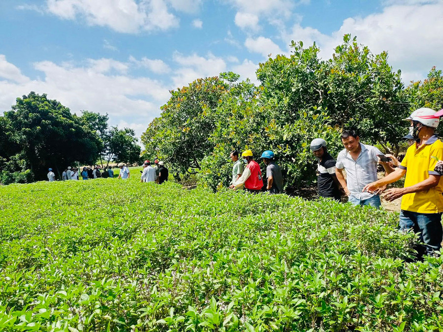 Hội Nông dân thị trấn Phú Túc tổ chức cho hội viên tham quan các mô hình sản xuất hiệu quả. Ảnh: V.C