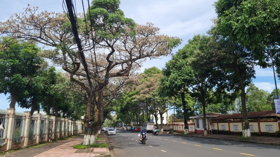 Những cây hoa sữa chết có tuổi đời gần 30 năm tuổi Những cây hoa sữa chết có tuổi đời gần 30 năm tuổi