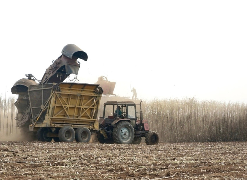 Nhà máy đường An Khê áp dụng cơ giới trong thu hoạch mía. Ảnh: Minh Phương Nhà máy đường An Khê áp dụng cơ giới trong thu hoạch mía. Ảnh: Minh Phương