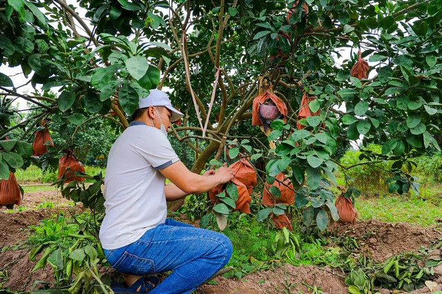 Ghi nhận của PV những ngày này, thời điểm cận Tết Giáp Thìn 2024, người dân thôn Đông Cao (huyện Mê Linh, TP Hà Nội) đang tất bật thu hoạch bưởi đỏ để phục vụ nhu cầu người dân trong dịp Tết sắp tới
