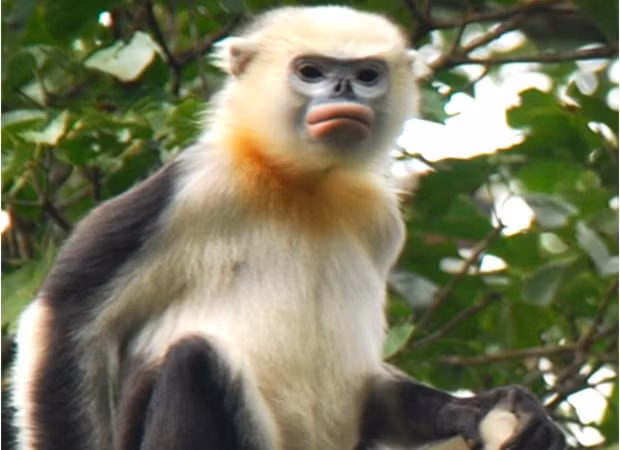 Voọc mũi hếch. (Nguồn: baohagiang.vn)