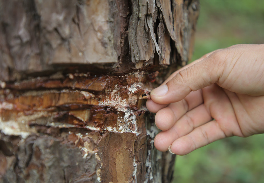 Vết ken đẽo còn mới ở trong khu vực rừng thông thuộc Ban Quản lý rừng phòng hộ Hướng Hóa - Đakrông. Ảnh: Hưng Thơ. Vết ken đẽo còn mới ở trong khu vực rừng thông thuộc Ban Quản lý rừng phòng hộ Hướng Hóa - Đakrông. Ảnh: Hưng Thơ.
