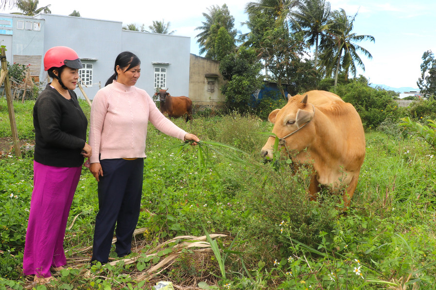 Gia đình chị Tăng Thị Châu Trinh (bên phải, tổ 5, phường Tây Sơn, thị xã An Khê) sử dụng nguồn vốn tín dụng để mua bò, phát triển kinh tế. Ảnh: N.M