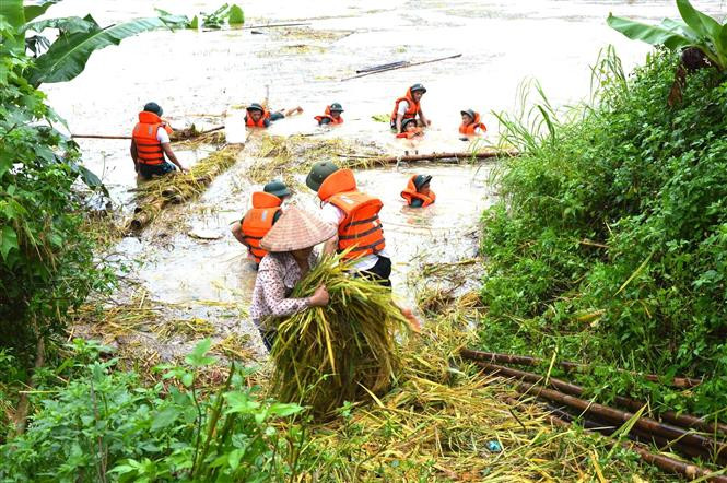 Cán bộ, chiến sỹ Bộ Chỉ huy Quân sự tỉnh Hà Giang giúp nhân dân thu hoạch hoa màu bị ngập sâu trong nước. Ảnh: Quốc Hoàn-TTXVN phát Cán bộ, chiến sỹ Bộ Chỉ huy Quân sự tỉnh Hà Giang giúp nhân dân thu hoạch hoa màu bị ngập sâu trong nước. Ảnh: Quốc Hoàn-TTXVN phát