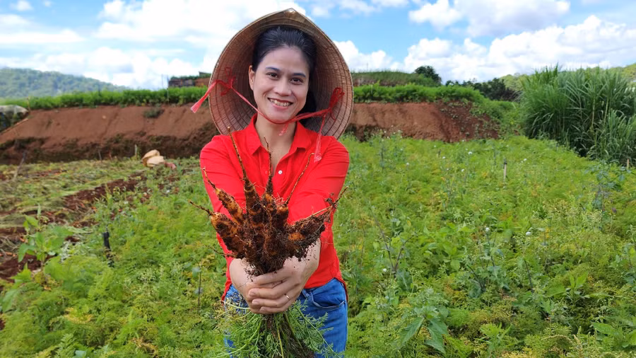 Chủ Farm hữu cơ Phạm Thị Thu Thúy trong vườn cà rốt hữu cơ cọng tím tại xã Xuân Thọ, Đà Lạt
