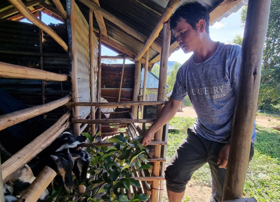 Nhờ được hỗ trợ nuôi dê, gia đình anh Luy (làng Đê Bơ Tưk, xã Đak Jơ Ta) từng bước ổn định cuộc sống. Ảnh: Phạm Ngọc Nhờ được hỗ trợ nuôi dê, gia đình anh Luy (làng Đê Bơ Tưk, xã Đak Jơ Ta) từng bước ổn định cuộc sống. Ảnh: Phạm Ngọc