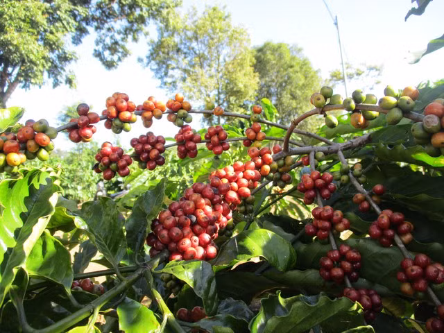 Giá cà phê quay đầu tăng