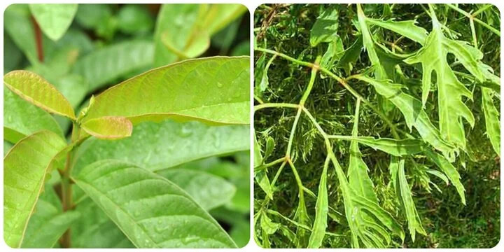 Lá ổi và lá đinh lăng có nhiều tác dụng tốt cho sức khỏe! Lá ổi và lá đinh lăng có nhiều tác dụng tốt cho sức khỏe!