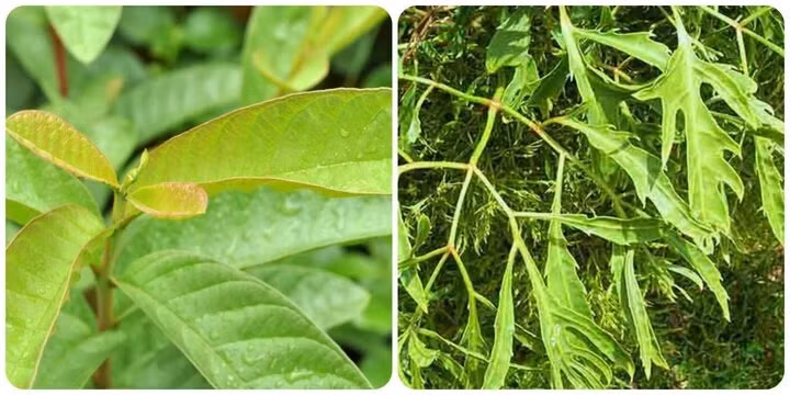 Lá ổi và lá đinh lăng có nhiều tác dụng tốt cho sức khỏe! Lá ổi và lá đinh lăng có nhiều tác dụng tốt cho sức khỏe!