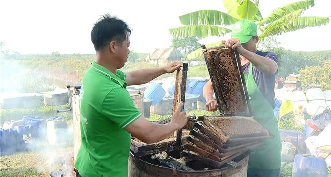 Trung bình 1.000 thùng ong cho thu hoạch khoảng 8-10 tấn mật/vụ hoa. Ảnh: Hải Yến/TTXVN