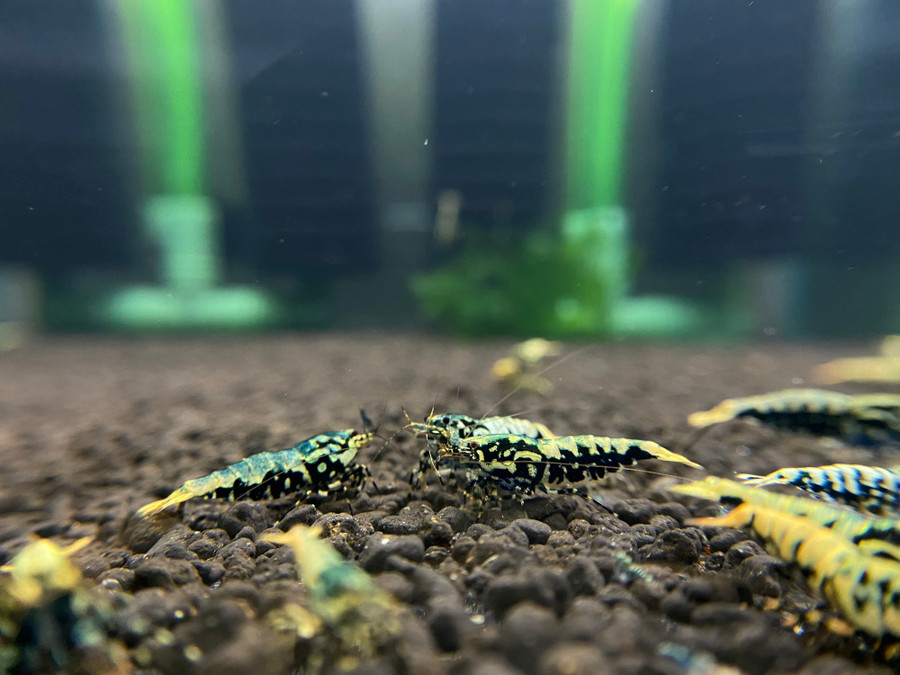 Tép cảnh nhỏ nhắn chỉ vài cm. Ảnh: Minh Nhật