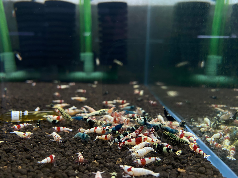 Tép cảnh đa dạng các dòng. Ảnh: Minh Nhật