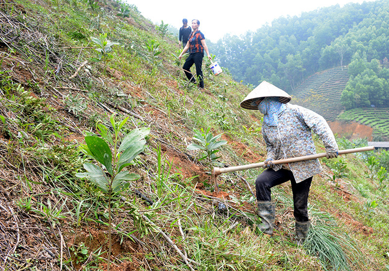 Bảo đảm diện tích rừng được phục hồi đáp ứng tiêu chí thành rừng theo quy định của pháp luật về lâm nghiệp (ảnh minh họa)