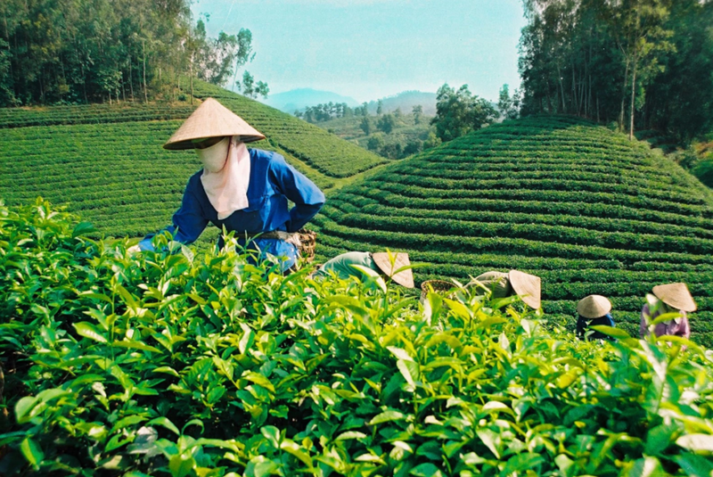 Kim ngạch xuất khẩu chè tăng hơn 20% (ảnh minh họa) Kim ngạch xuất khẩu chè tăng hơn 20% (ảnh minh họa)