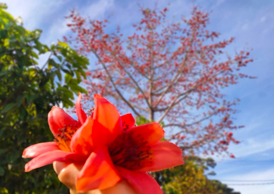 Mùa này, hoa pơ lang cũng khoe sắc rực rỡ. Mùa này, hoa pơ lang cũng khoe sắc rực rỡ.