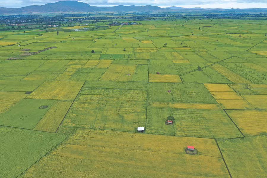 Hợp tác xã Nông nghiệp Chư A Thai (huyện Phú Thiện) có vùng nguyên liệu rộng lớn và ổn định, rất thuận lợi để đáp ứng nhu cầu xuất khẩu. Ảnh: Huyền Tỷ