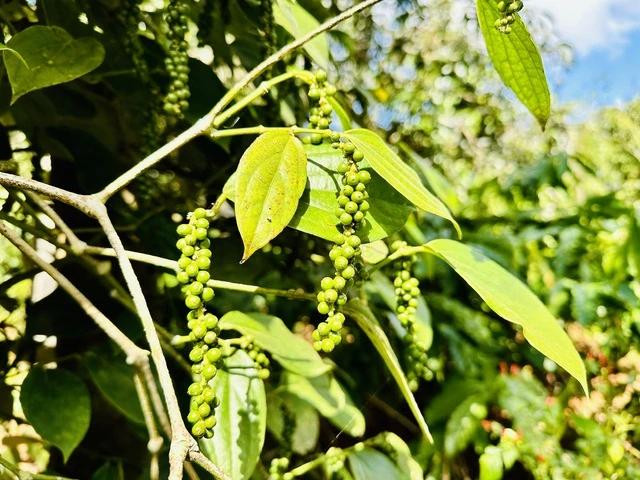 Giá hạt tiêu lên cơn sốt. Ảnh: MINH ĐĂNG Giá hạt tiêu lên cơn sốt. Ảnh: MINH ĐĂNG
