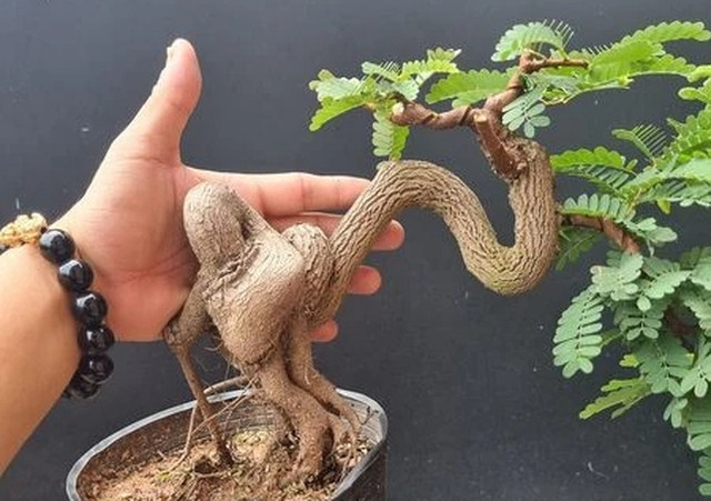 Bonsai me ở những tháng đầu. Ảnh: NVCC Bonsai me ở những tháng đầu. Ảnh: NVCC