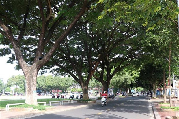 Một góc đường phố xanh tại thành phố Buôn Ma Thuột. (Ảnh: Tuấn Anh/TTXVN) Một góc đường phố xanh tại thành phố Buôn Ma Thuột. (Ảnh: Tuấn Anh/TTXVN)