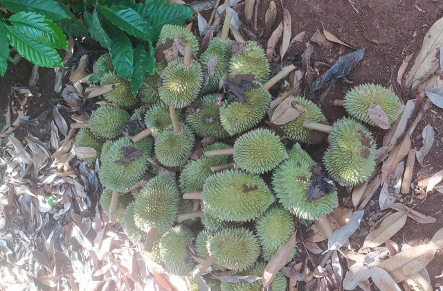 Vườn sầu riêng bị kẻ gian cắt phá Vườn sầu riêng bị kẻ gian cắt phá