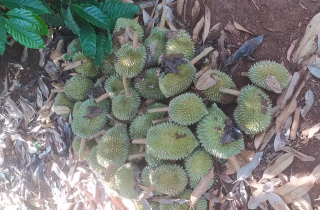 Vườn sầu riêng bị kẻ gian cắt phá